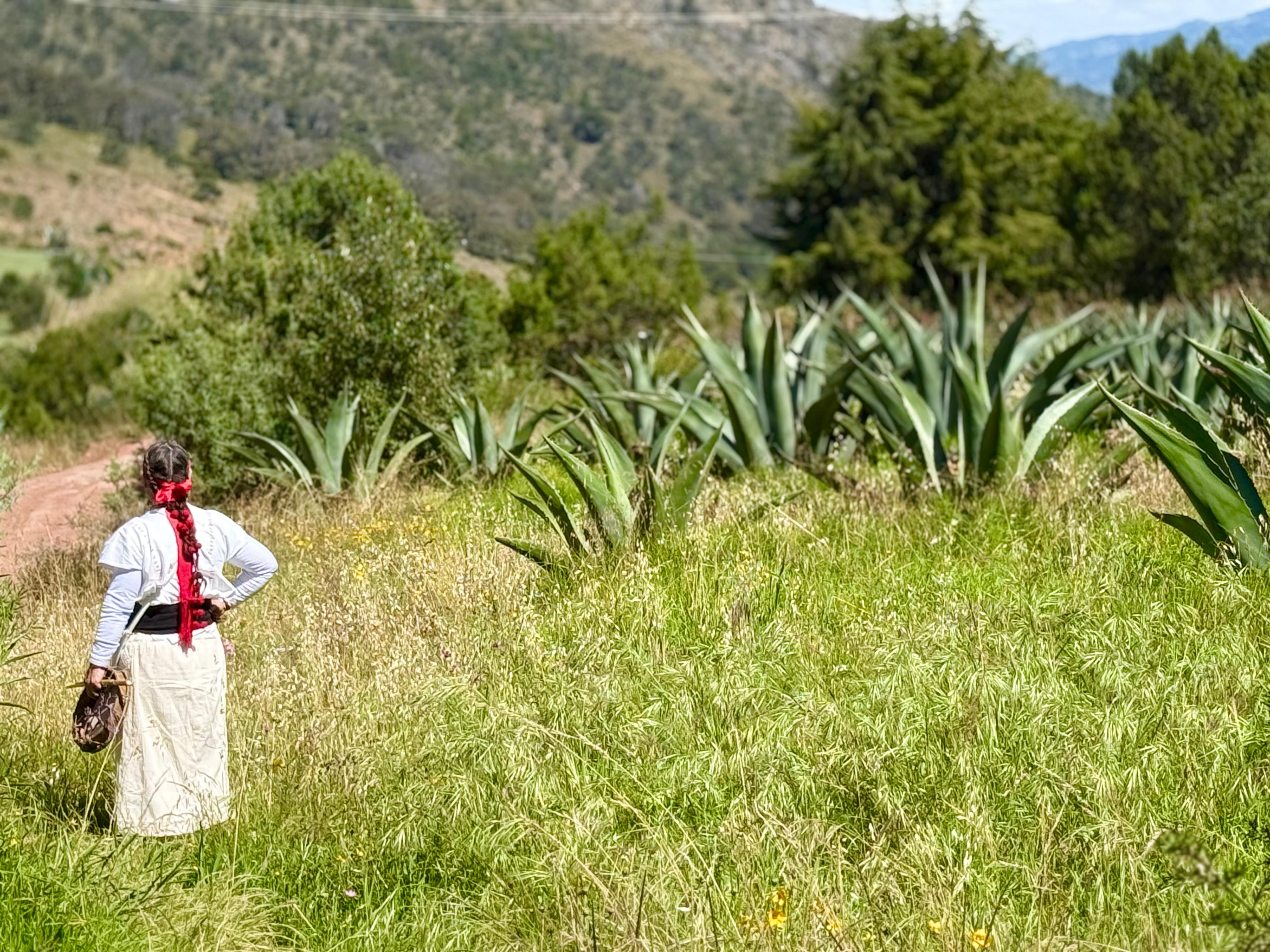 PARLATINO se suma a la diplomacia parlamentaria en seguridad alimentaria desde el Senado de México